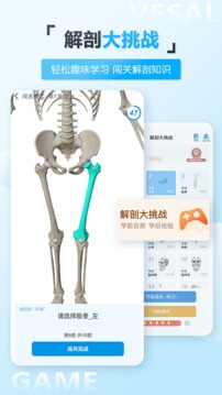 维萨里3D解剖图4