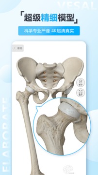 维萨里3D解剖图5